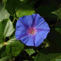 Ipomoea indica (Burm.) Merr.